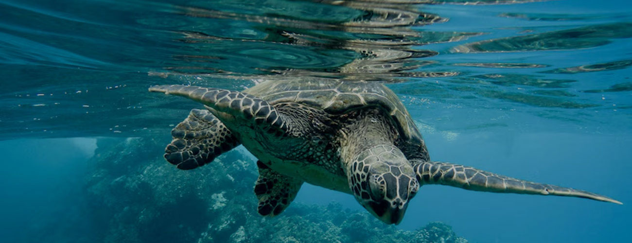 Olive Ridley Tours