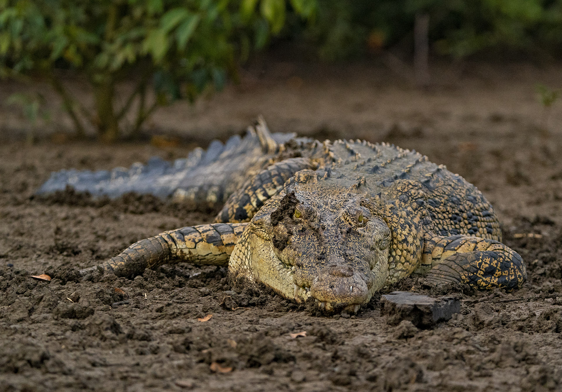 Puri Jagannath Dham With Bhitarkanika Odisha Tour