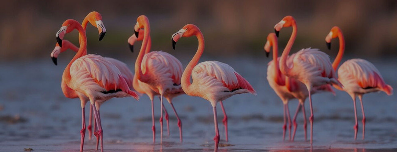 Chilika Tours